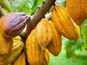 Bước tiến lớn cho ngành sản xuất cacao với những tiêu chuẩn toàn cầu đang được xây dựng